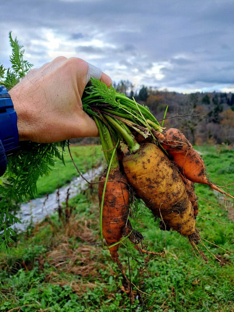 Home carottes de la Geneste